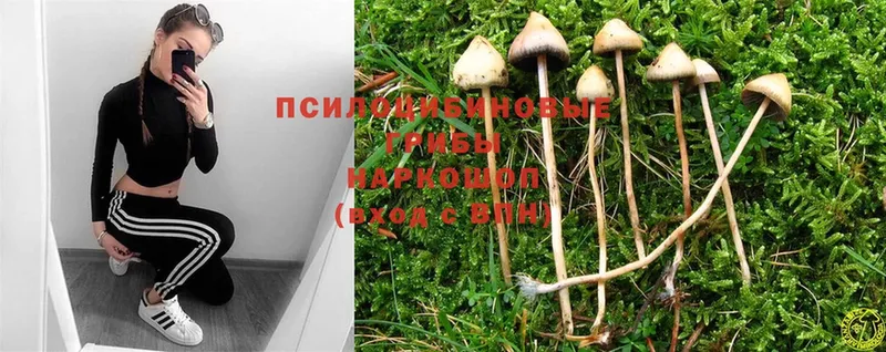 Галлюциногенные грибы Psilocybine cubensis Алзамай